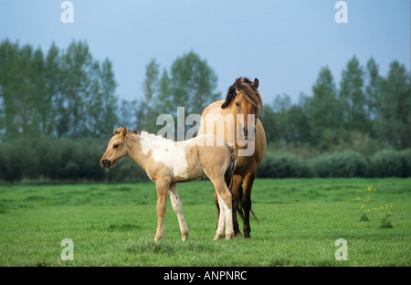 Duelmener avec Wild horse foal - standing on meadow Banque D'Images