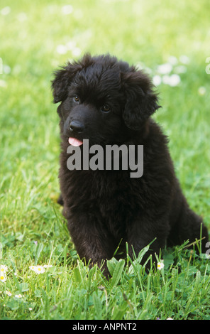 Half Breed chien - puppy sitting on meadow Banque D'Images