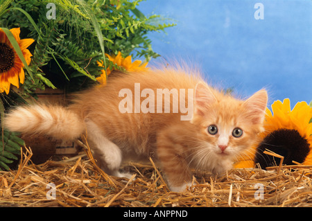 Forêt de Sibérie Cat - chaton dans la paille entre les fleurs Banque D'Images