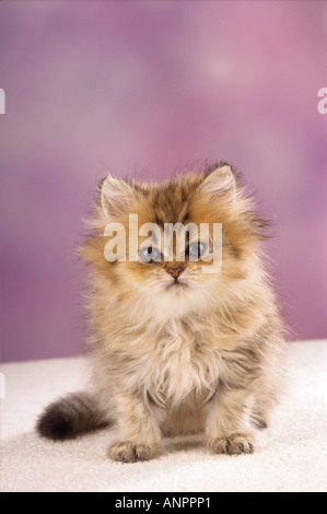 Les jeunes - chat Persan assis - frontaux Banque D'Images