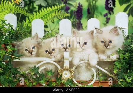 Chat Sacré de Birmanie - cinq chatons derrière fence Banque D'Images