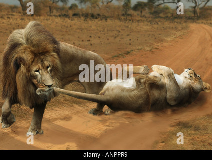 Lion lionne tire sur la queue Banque D'Images