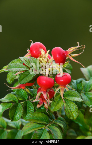 L'églantier Rosa Rugosa avec nice désamorcer bedfordshire potton d'arrière-plan Banque D'Images