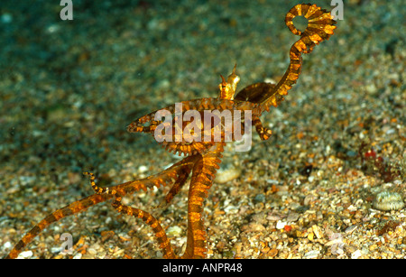 Une (imiter) octopus (Thaumoctopus mimicus) Danse de l'autre côté de la mer de sable-lit. Banque D'Images