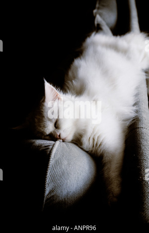 Un chaton blanc dormant sur le bras d'un canapé Banque D'Images