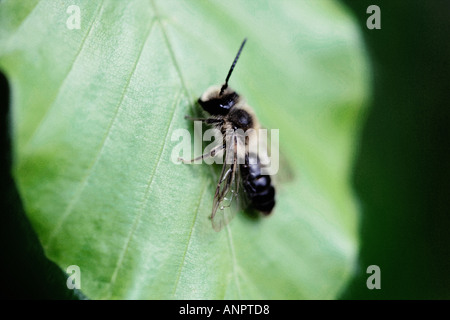 Abeille sur une feuille Banque D'Images