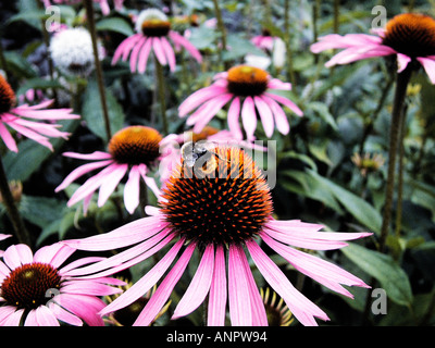 Groupe d'Echinacea purpurea avec bee Banque D'Images