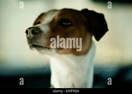 Chef d'un Jack Russell Terrier Banque D'Images