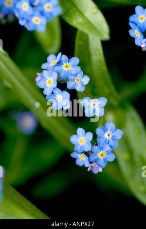 Grappe de forget-me-nots Banque D'Images