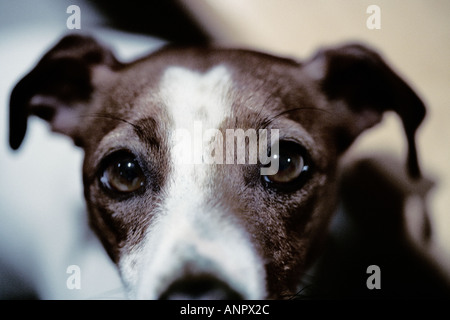 Chef d'un Jack Russell Terrier Banque D'Images