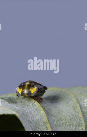 '16 Orange Spot Ladybird' chrysalide Banque D'Images