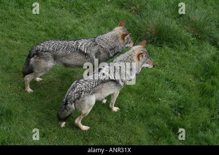 Paire de Loups gris (Canis lupus lupus) au Highland Wildlife Park en Ecosse. Banque D'Images