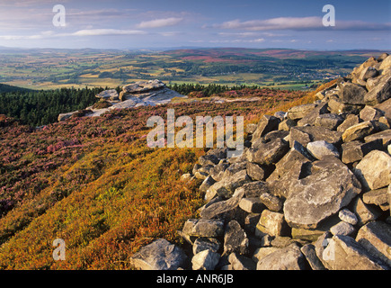 Avis de Dove de rocher de l'Simonside Hills dans le Northumberland en Angleterre, plus de Rothbury. En été avec la viorne trilobée et Heather Banque D'Images