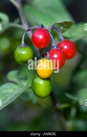 Solanum dulcamara morelle Woody berries sur le terrain difficile tour Bedfordshire Potton Banque D'Images