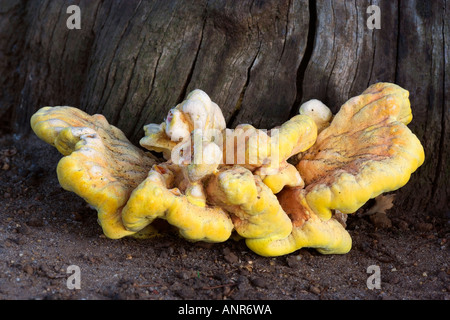 Poulet des bois de plus en plus sur : sulphureus Oak tree Deepdale nr Sandy Bedfordshire Banque D'Images