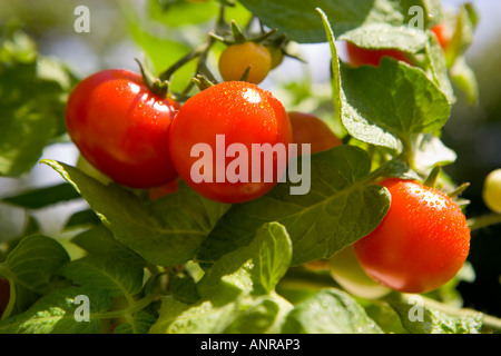 Nom commun : NOM LATIN : tomates Lycopersicon esculentum Banque D'Images