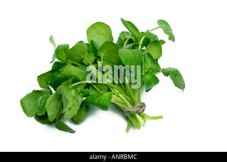 Bouquet de cresson sur fond blanc