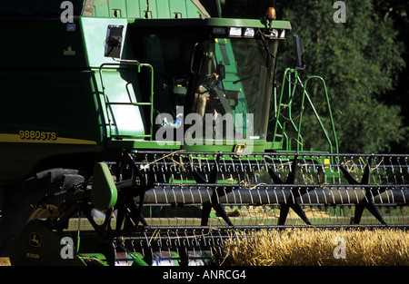 De coupe de moissonneuse-batteuse de blé sur une ferme à Woodbridge, Suffolk, UK. Banque D'Images
