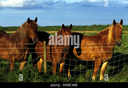 Suffolk Punch chevaux shire, Hollesley, Suffolk, UK. Banque D'Images