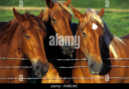 Suffolk Punch chevaux shire, Hollesley, Suffolk, UK. Banque D'Images