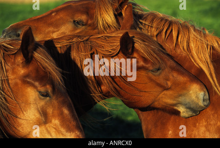 Suffolk Punch chevaux shire, Hollesley, Suffolk, UK. Banque D'Images