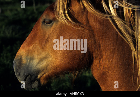 Suffolk Punch shire horse à Hollesley, Suffolk, UK. Banque D'Images