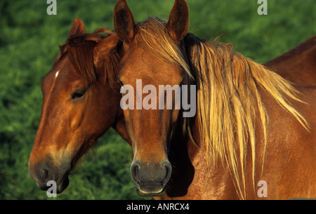 Suffolk Punch chevaux shire, Hollesley, Suffolk, UK. Banque D'Images