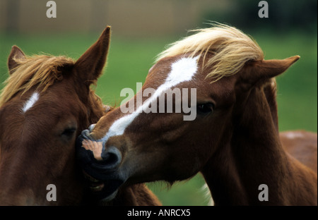 Suffolk Punch chevaux shire, Hollesley, Suffolk, UK. Banque D'Images