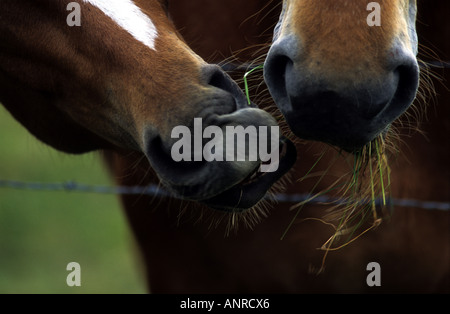 Suffolk Punch chevaux shire, Hollesley, Suffolk, UK. Banque D'Images