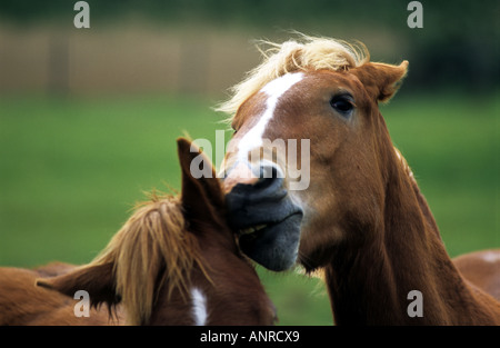 Suffolk Punch chevaux shire, Hollesley, Suffolk, UK. Banque D'Images