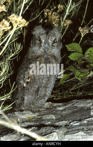 Les jeunes nouvellement véritable Scops (Otus scops), l'Isola del Giglio, Toscane, Italie Banque D'Images