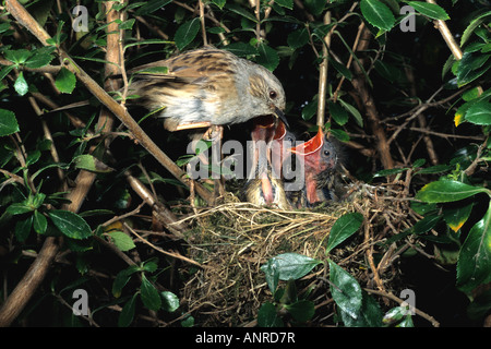 Sparrow, de couverture ou de nid (Prunella modularis) au nid, l'alimentation des poussins Banque D'Images