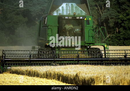 De coupe de moissonneuse-batteuse de blé sur une ferme à Waldringfield, Suffolk, UK. Banque D'Images