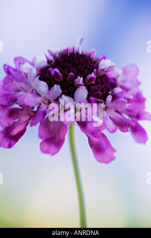 Nom commun : Scabious NOM LATIN : Scabiosa Banque D'Images