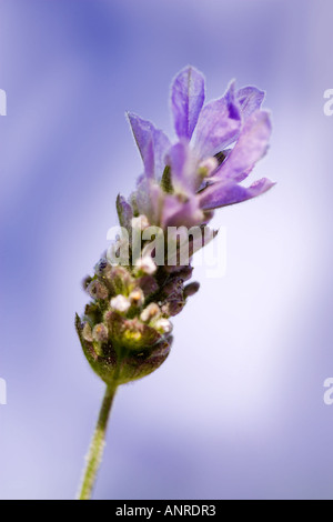 Nom commun : lavande française NOM LATIN : Lavandula Banque D'Images