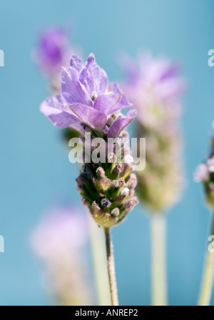 Nom commun : lavande française NOM LATIN : Lavandula Banque D'Images