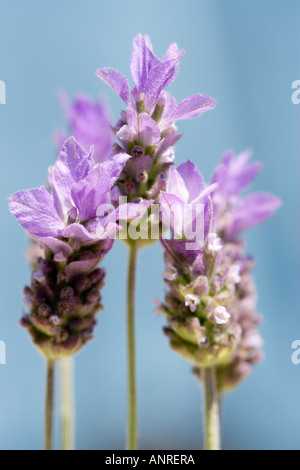 Nom commun : français - Lavande NOM LATIN : Lavendula Stoechas Banque D'Images