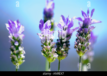 Nom commun : français - Lavande NOM LATIN : Lavandula Banque D'Images