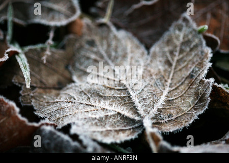 Une feuille d'un couvert de glace. Banque D'Images