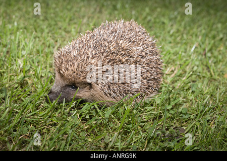 Hérisson Erinaceus europaeus dans l'herbe Banque D'Images