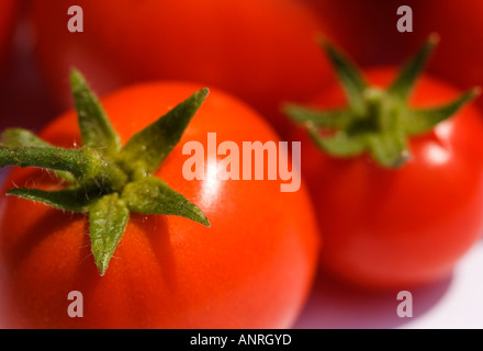 Nom commun : NOM LATIN : tomates Lycopersicon esculentum Banque D'Images