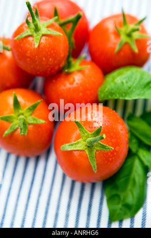 Nom commun : NOM LATIN : tomates Lycopersicon esculentum Banque D'Images