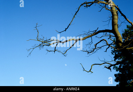 Le printemps de l'Essex avec lune dans ciel bleu clair et arbre Banque D'Images