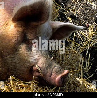 Gros porc sanglier portant sur la paille ; Sus scrofa domesticus Banque D'Images