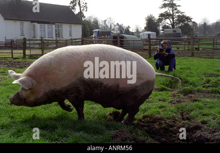 Gros cochon domestiqué dans son stylo ; Sus scrofa scrofa Banque D'Images