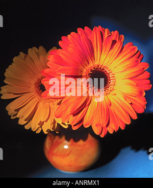 Close-up de gerberas orange et jaune dans un petit vase à fond bleu orange Banque D'Images