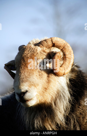 Herdwick Ram Banque D'Images