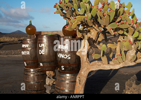 Vignoble dans la région viticole de la Geria sur Lanzarote dans les îles canaries Banque D'Images