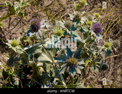 Houx de mer Eryngium maritimum poussant dans l'environnement rude des dunes de sable à Crosby plage Sefton côte Merseyside Banque D'Images