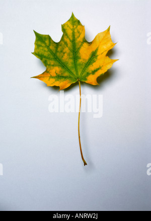 Automne feuilles sycomore sur fond uni, close-up Banque D'Images